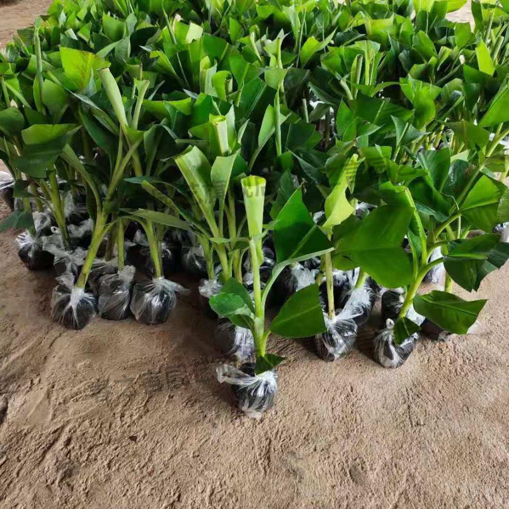 苹果粉蕉苗树苗带土广西中蕉9号香蕉苗四季种植红香蕉苗皇帝蕉苗安南