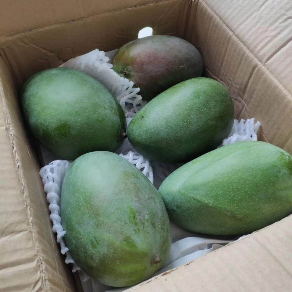 攀枝花凯特芒果新鲜大青芒果应季时令水果 带箱5斤 中果