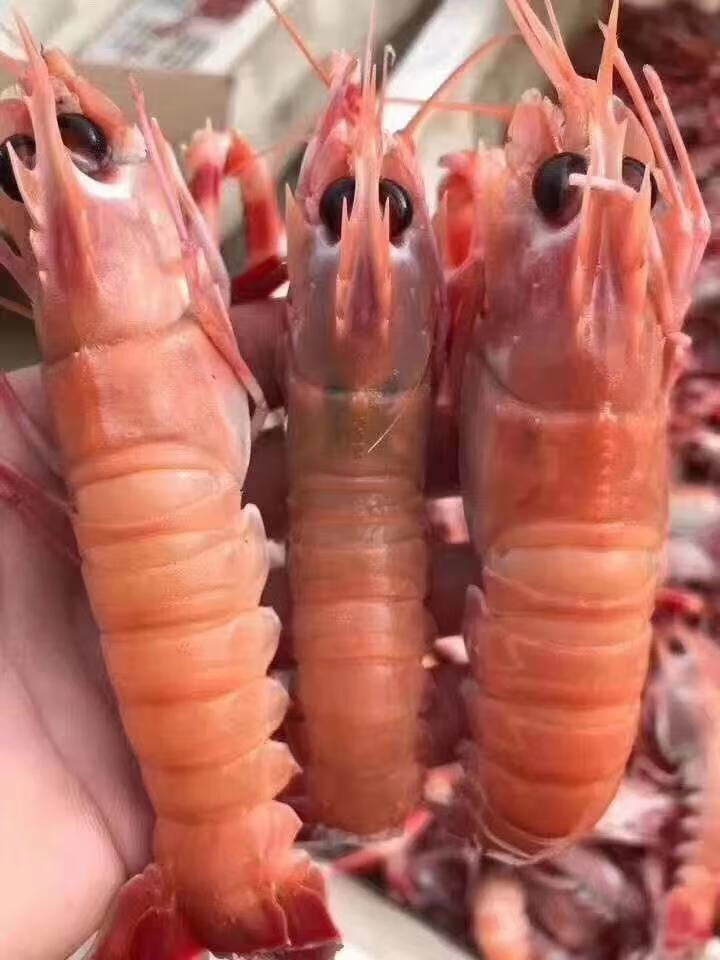 海鳌虾深海小龙虾新鲜铁甲虾速冻日料刺身海捕鳌虾批发广纳力驰净重二