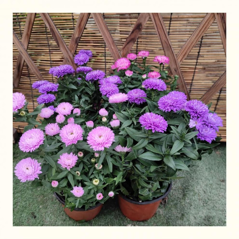 翠菊花苗紫苑花盆栽雏菊花多年生阳台菊花带花苞花园庭院四季花卉