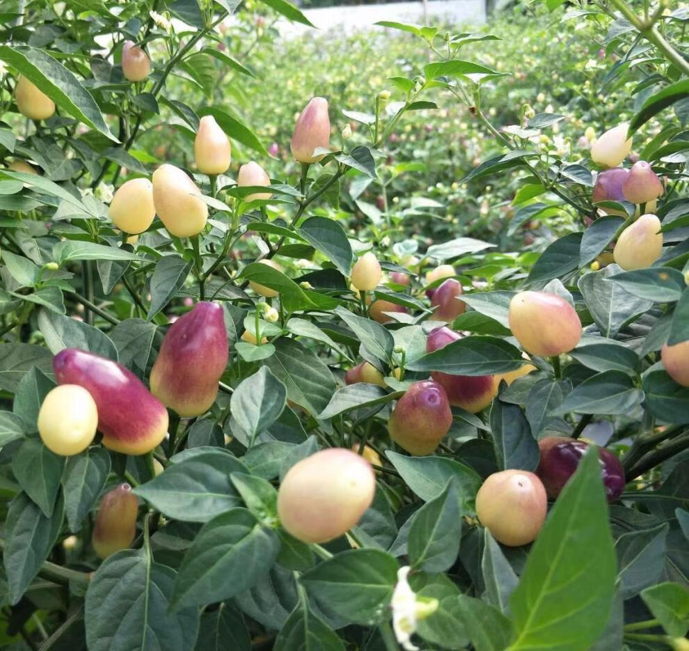 有货广西新鲜七彩椒辣椒五彩椒小泡椒灯笼剁椒5色生辣椒3斤装