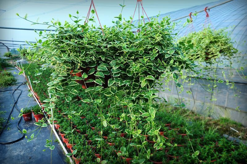 绿植美观夏季花叶蔓长春蔓常春藤吊兰庭院阳台爬藤垂挂观叶易养植 花