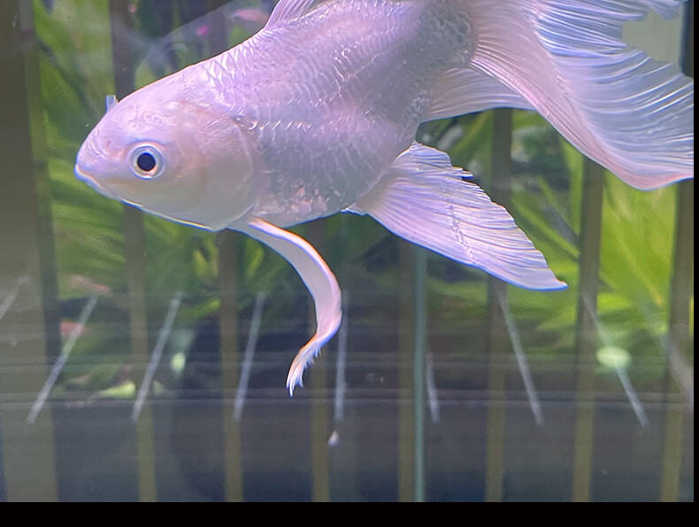 cmcm蝴蝶鲤观赏鱼活鱼大鳍长尾短身纯种球体红色贵妃冷水锦鲤鱼苗