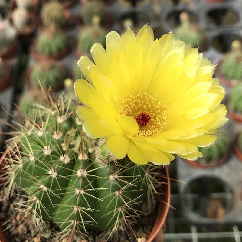 红花青王丸实生仙人球南国玉属大花丽花美花一物一拍龙王仙人球黄花青