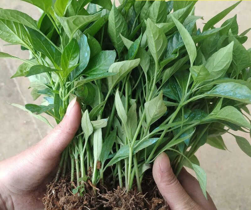 高产辣椒苗薄皮苗青线椒螺丝椒小米七彩朝天椒秧蔬菜苗四季盆栽苗 -量