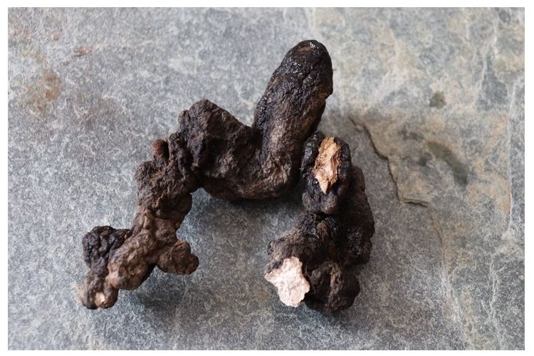 猪苓野生猪苓片猪屎苓豕苓粉猪苓猪茯苓猪灵芝猪苓菌 猪苓【500克】