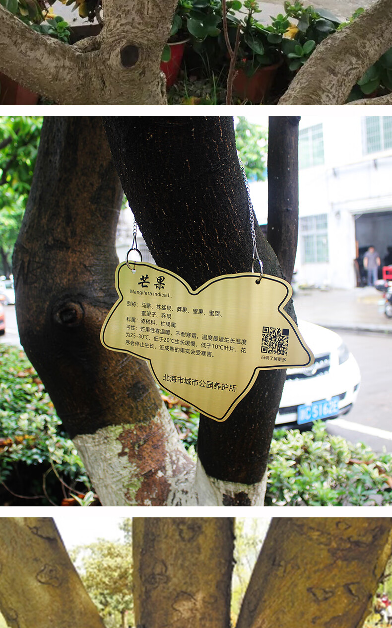 不锈钢树木标识牌户外定树树牌腐蚀刻字金属标签吊牌绿植名称挂牌制作