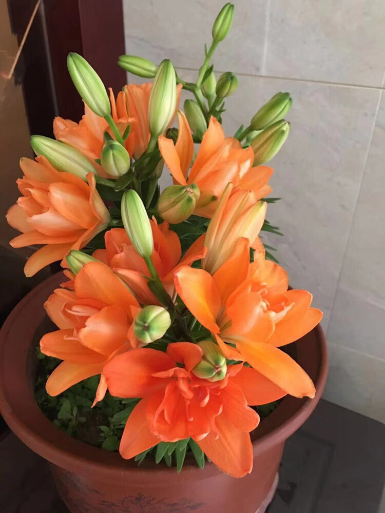矮化百合花盆栽四季开花室内室外植物好养绿植花卉浓香型 3枚小蜜蜂