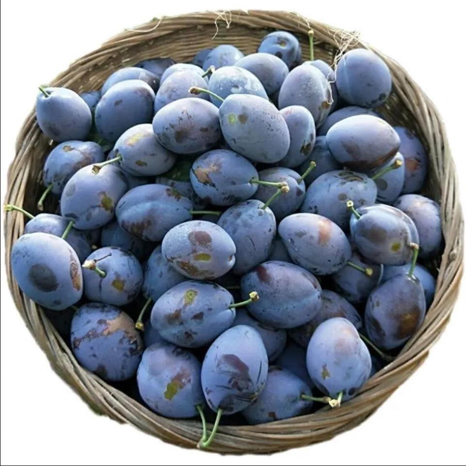 【新鲜汶川西梅李子】大西梅新鲜水果李子应季现摘现发非新疆西梅昌隆