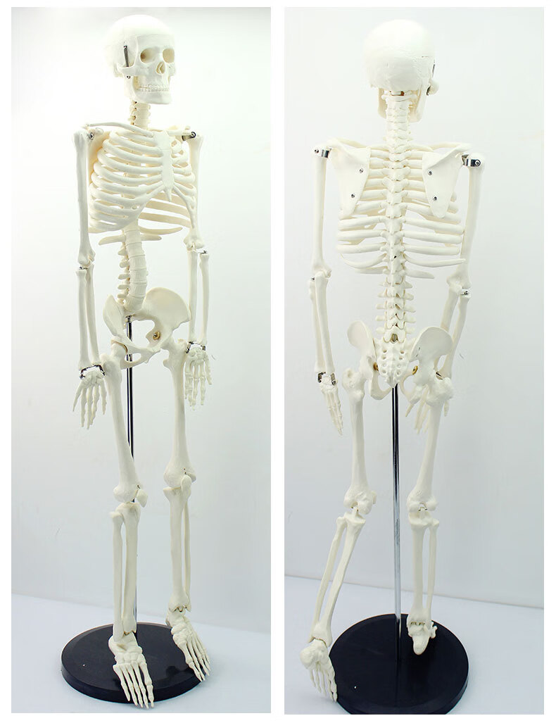 人体骨骼模型骨架骷髅全身可拆卸带肌肉医学教学结构仿真170cm带椎间