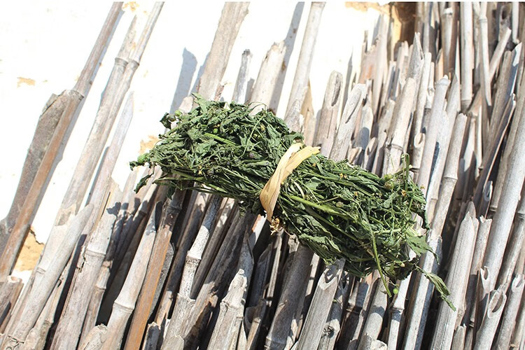 伊梵麦优选野外龙葵白花菜黑茄子全株带根草干中药材500g图片色