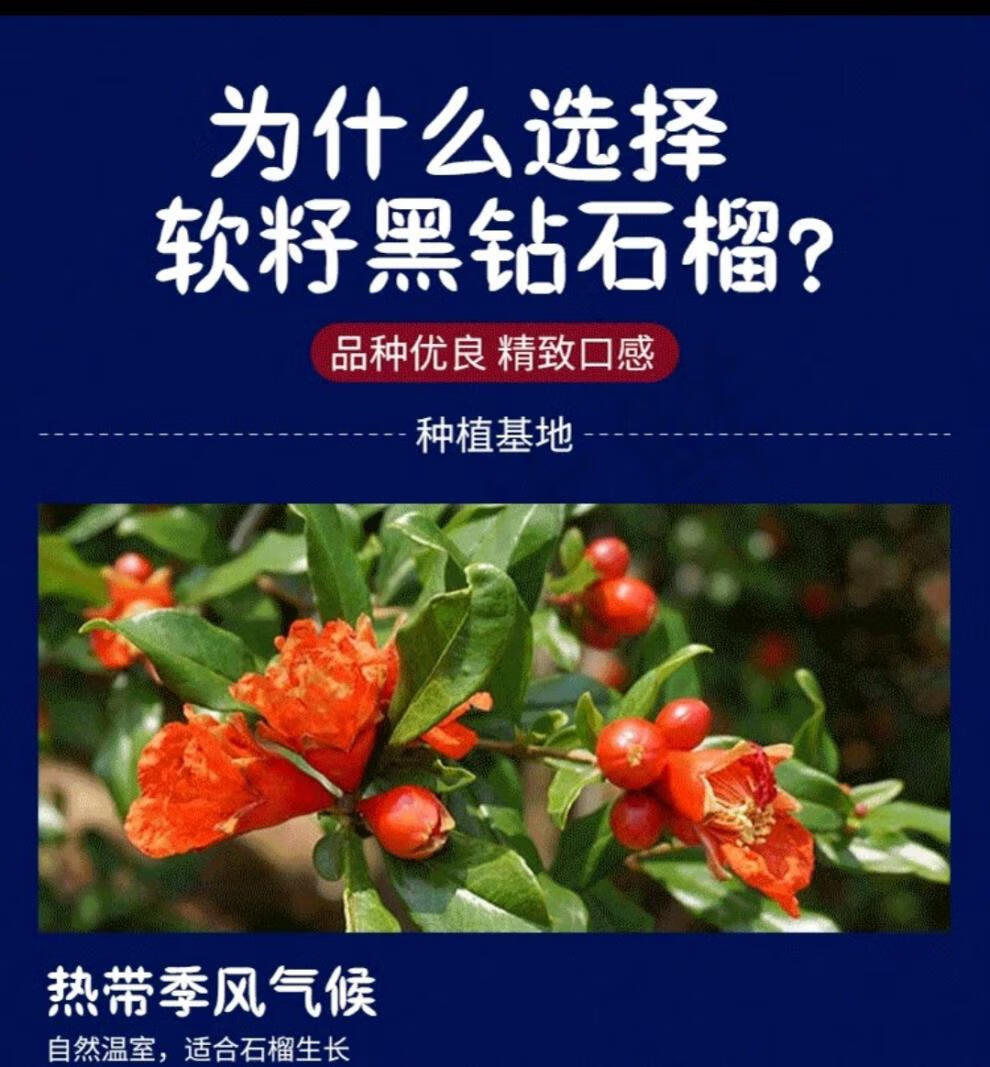 黑籽石榴黑珍珠子软石榴孕妇水果当季新鲜现摘酸甜石榴突尼斯软籽 8斤