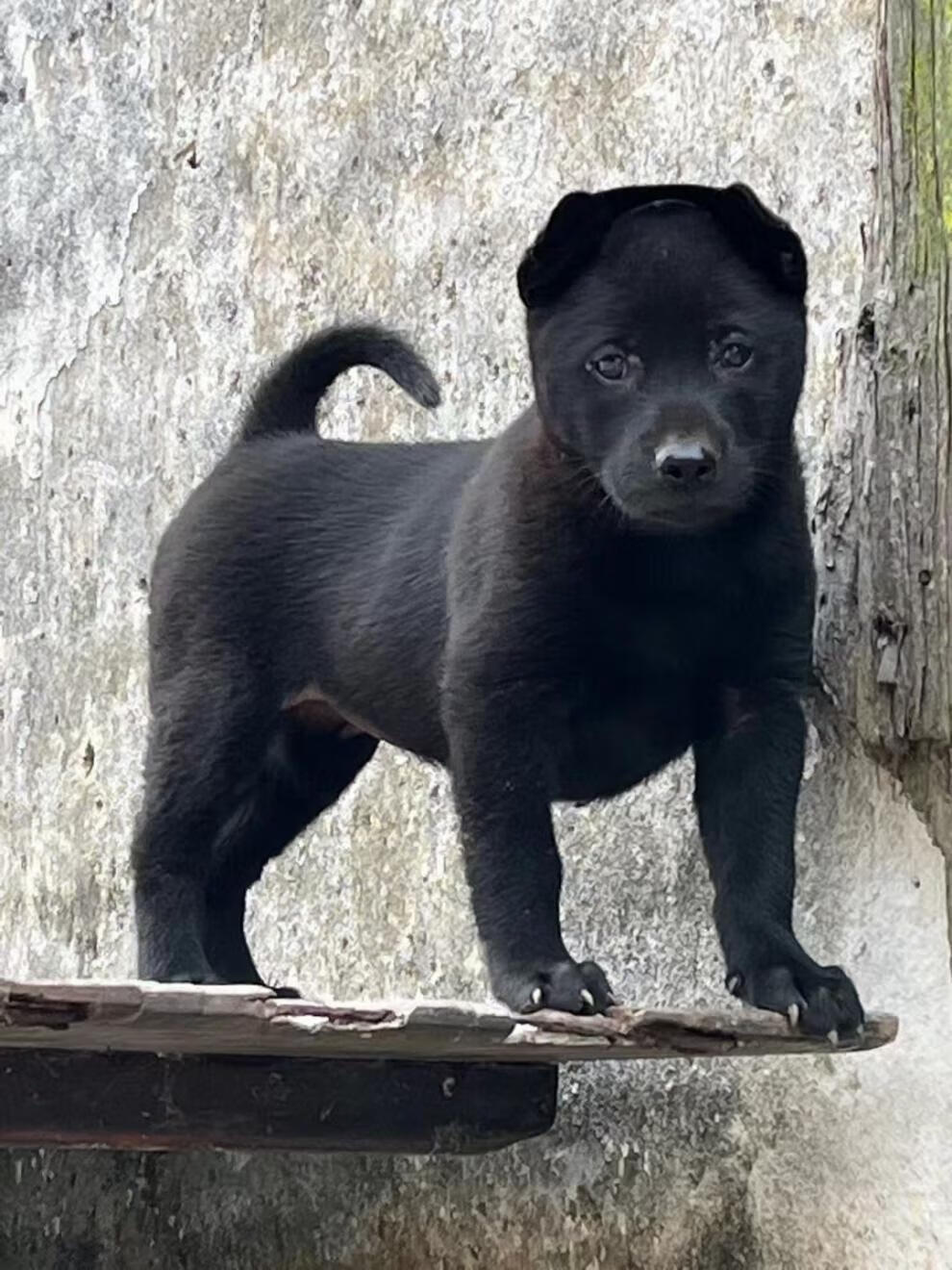 广西笔尾灰犬黑犬图片