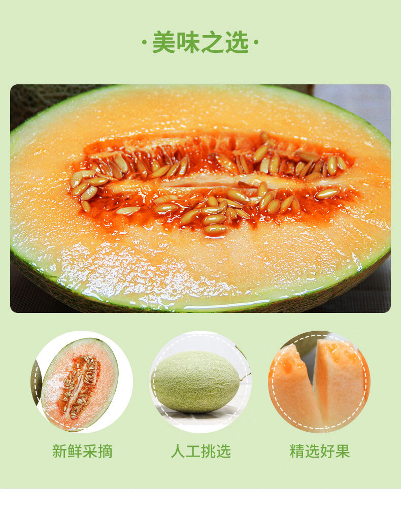 北纬23度哈密瓜2个大果超甜当季蜜瓜甜瓜西州蜜新鲜水果10斤装大果