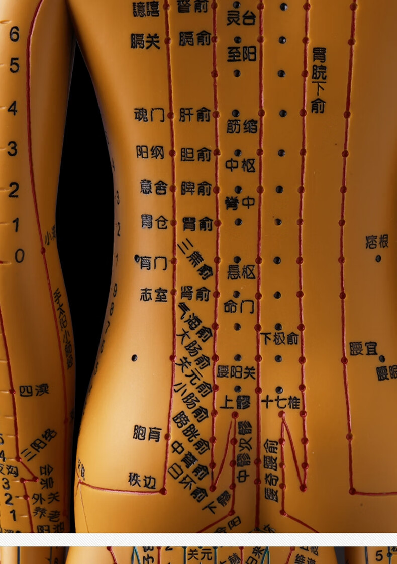 中医针灸人体穴位模型人体经络穴位图十二可扎针练习教学小铜人铜色