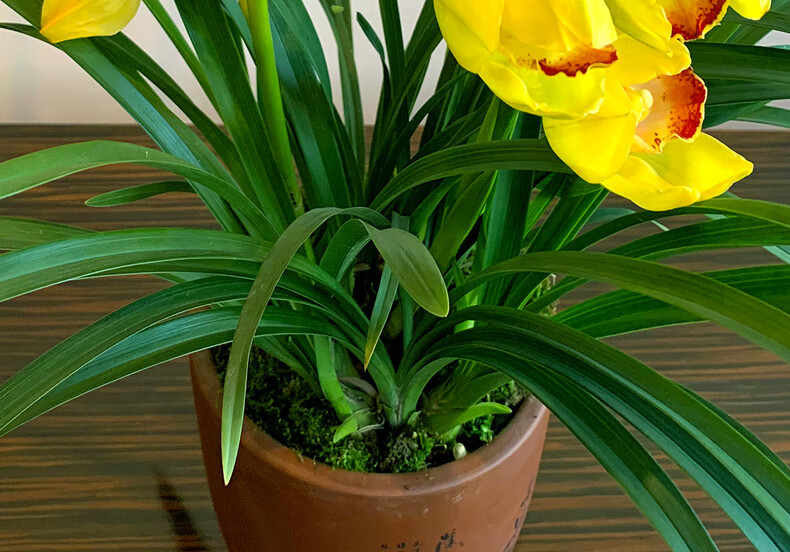 骏化 兰花【黄贵妃】浓香建兰四季室内盆栽花卉观花兰草兰花苗 黄贵妃