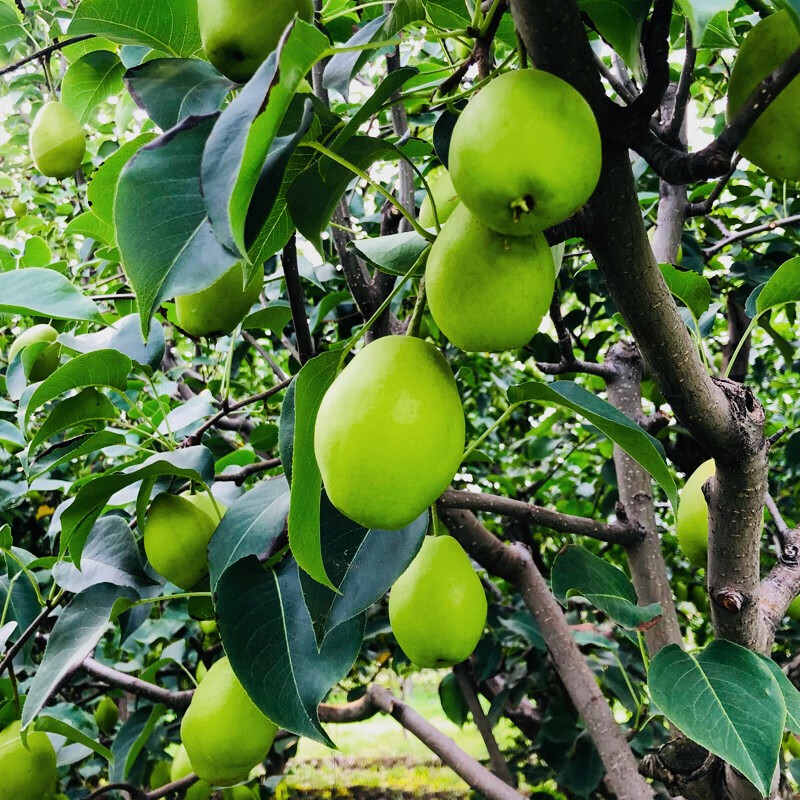 早酥梨现摘新鲜水果3斤优选果