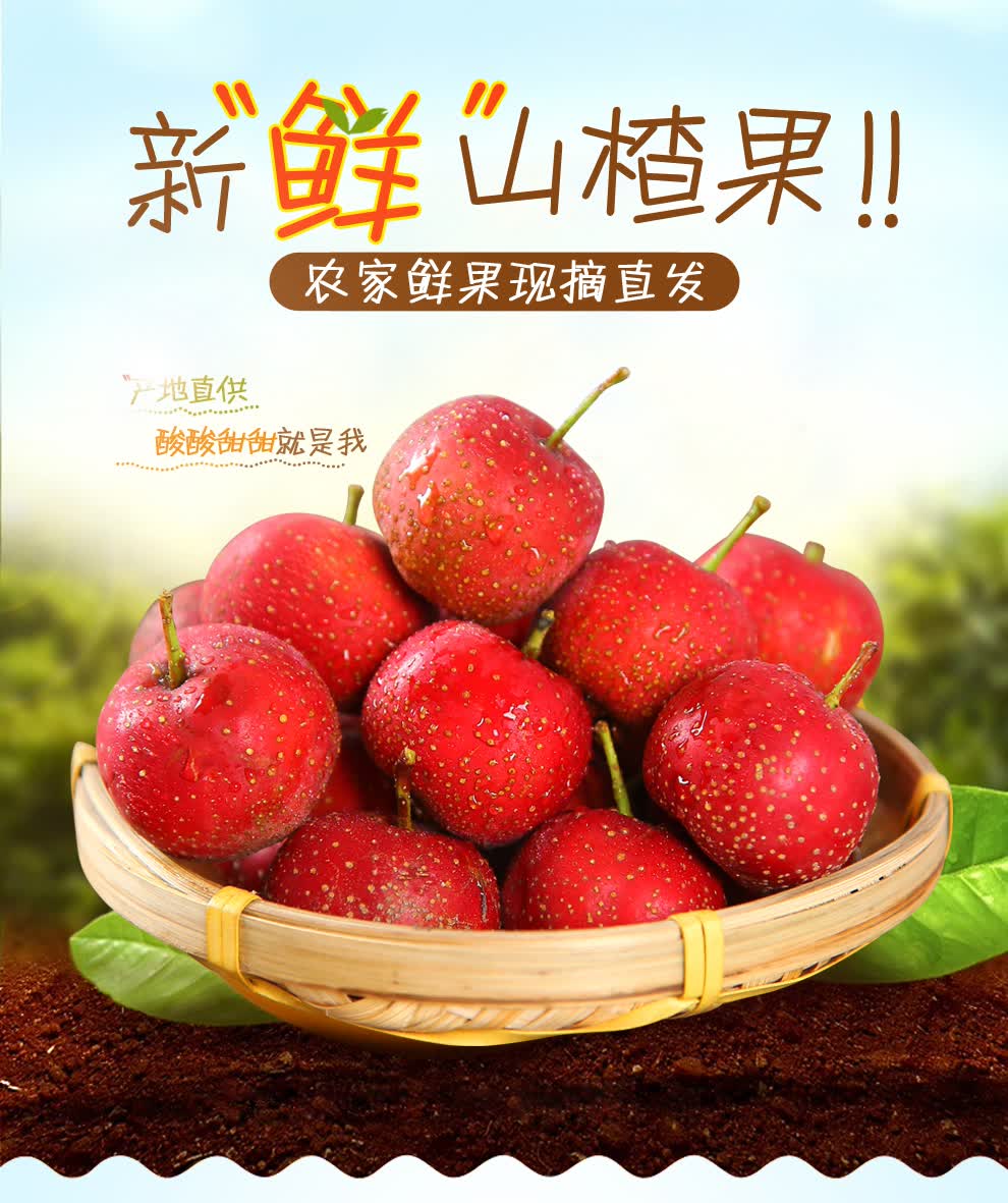 小乔农场新鲜山楂果七月红大金星山楂果红果冰糖葫芦原料山楂鲜果水果