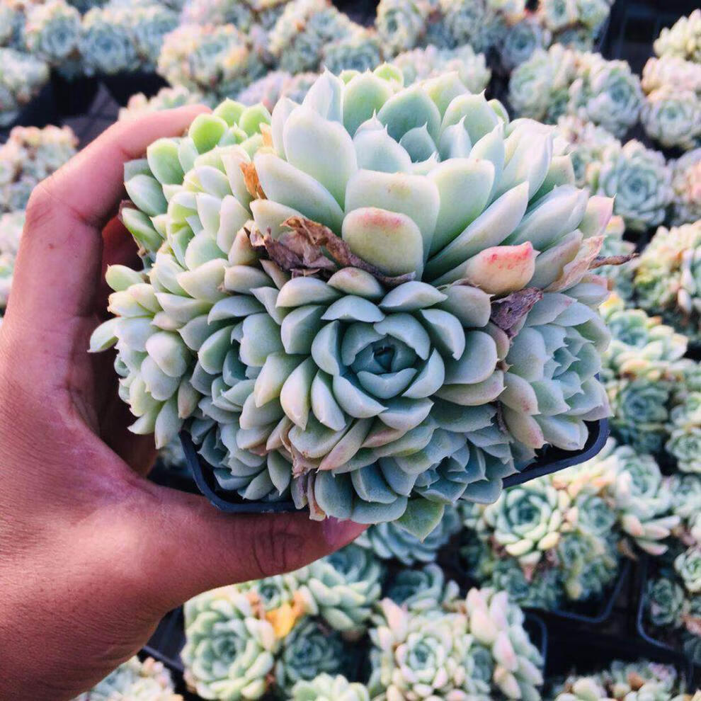 阿尔巴白月影多肉植物群生 多肉办公室盆景盆栽花卉绿植植物 白月影10