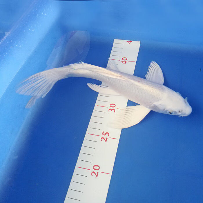 麦基乐活体观赏鱼黑黄白红金鱼镇宅锦鲤好养易活 黑红白黄6-8cm各一条