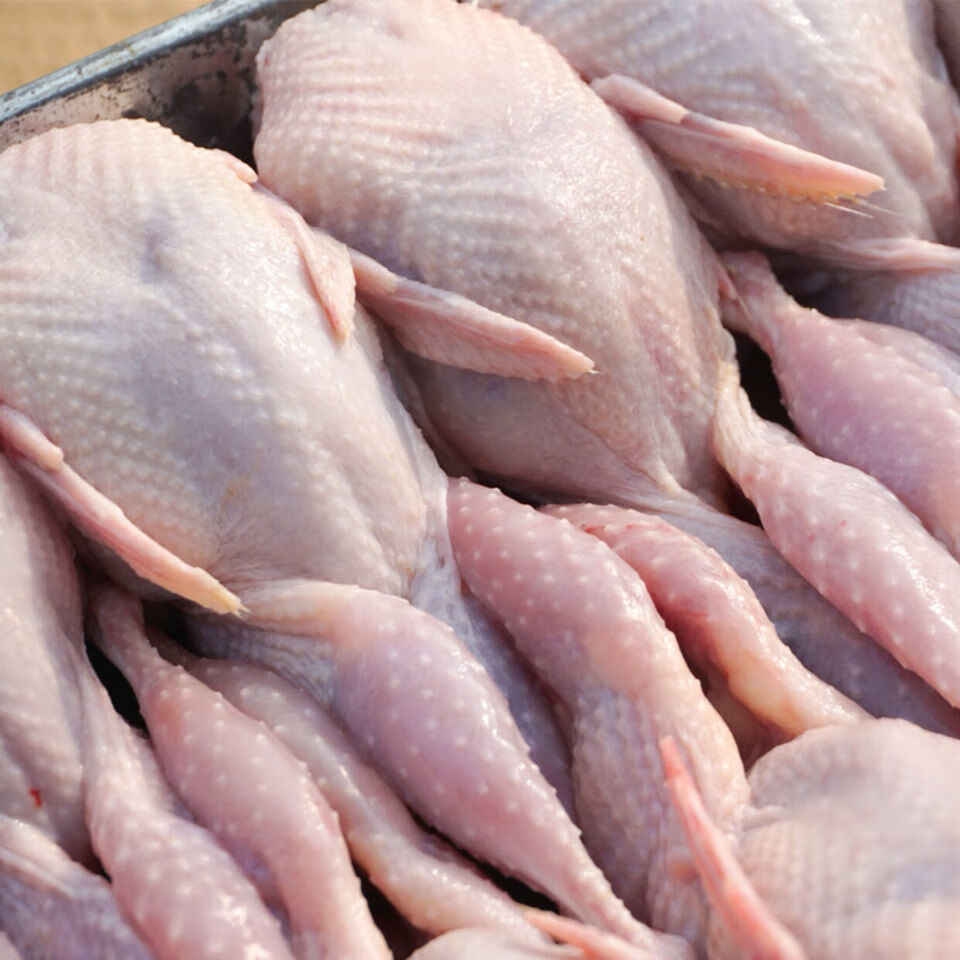 (京东生鲜)5-30只大鹌鹑新鲜鹌鹑肉母鹌鹑速冻白条鹌鹑烧烤油炸生骨肉