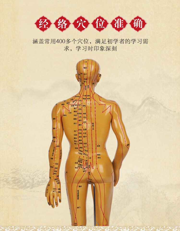 人体经络穴位图模型中医学针灸穴位人体模型全身男女小铜皮人模特 笼