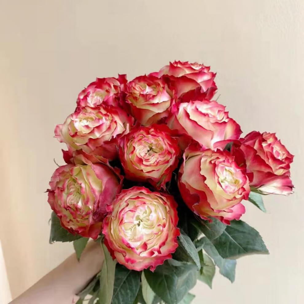 稀有高品质卡布奇诺荔枝苹果杰克太妃糖玫瑰鲜花昆明【顺丰】