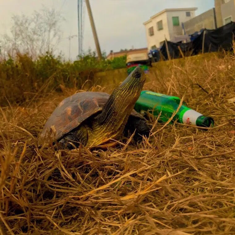 陆地特大吃菜草龟宠物龟小乌龟活体龟大母草吃菜龟大乌龟 4斤左右