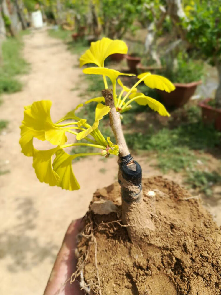 金叶银杏小桩树苗盆栽花卉植物盆景 微型室内 庭院观叶绿植 紫罗兰