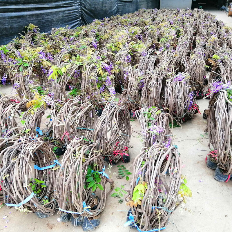 紫藤花紫藤树苗盆栽花卉紫藤萝花苗爬藤植物庭院四季攀爬老桩盆景