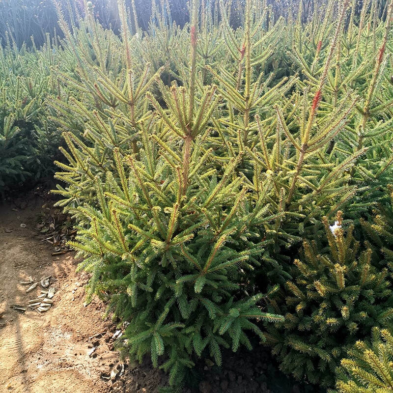 圣诞树真树 圣诞节云杉盆栽客厅酒店商场圣诞节用树z2 圣诞树100--110