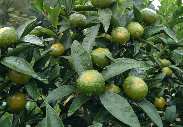 贝娇芬 桂林清香蜜桔砂糖橘新鲜水果小橘子现摘现发纯甜初恋果 5斤 大