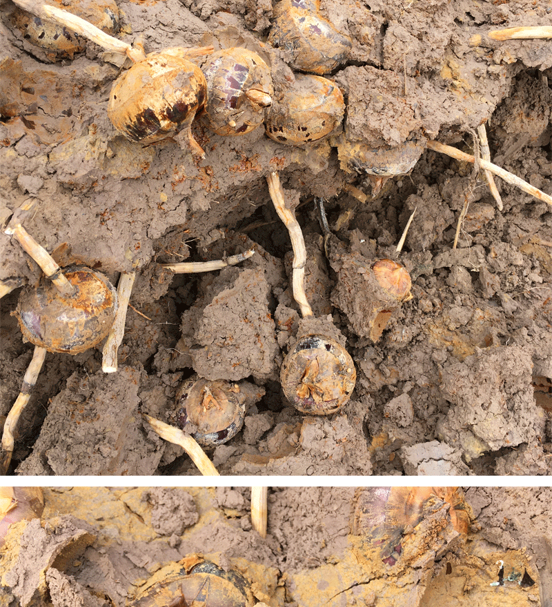 姜芮广西桂林荔浦马蹄苗荸荠种植苗种子脆甜无渣水果高产马蹄苗20棵苗