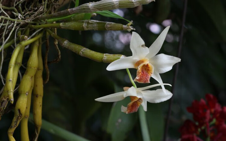尖刀唇石斛 浓香型石斛 兰花附生兰吊兰花 易养比多肉好绿植 (8-10)苗