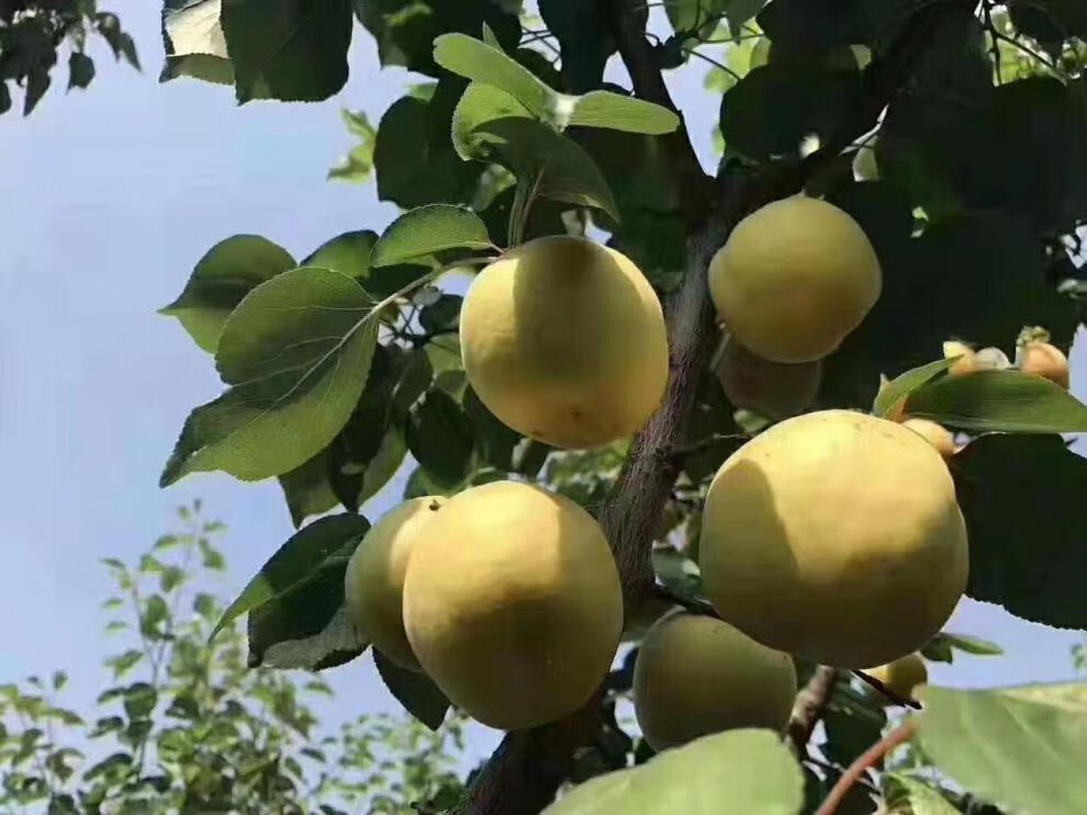 颜曼箐 顺丰 露天大黄杏新鲜现摘阳高大接杏山西杏子孕妇酸甜水果多汁
