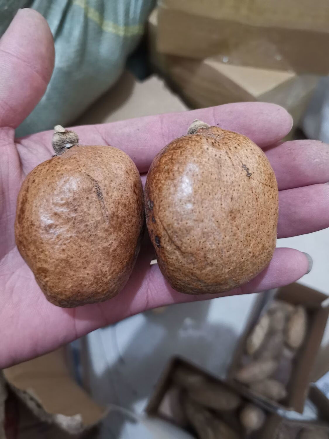 佛心果老果彩果金包玉释迦菩提红皮老果菩提子千眼菩提手把件吊坠sn