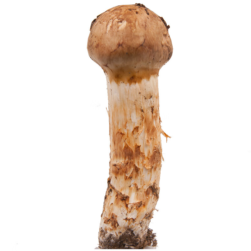 2020新鲜野生松茸7-9 特级东北特产长白山野生菌非云南松茸菇