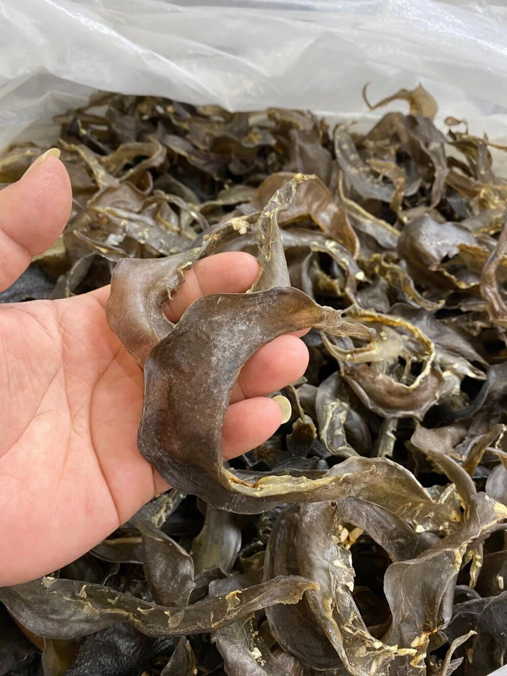 90头甲鱼裙边干250g水鱼边王八裙边龟裙边乌龟边龟板胶250g