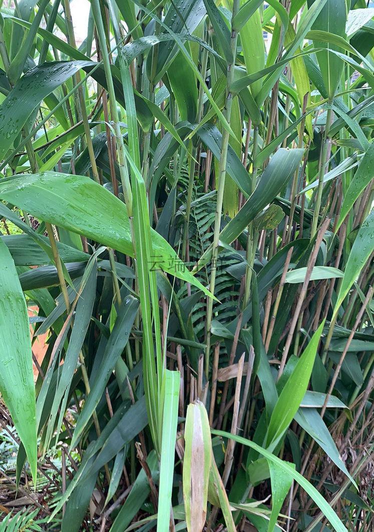 广东新鲜粽子叶野生芒叶四季叶子现摘非竹叶送绳新鲜芒粽叶300张送粽