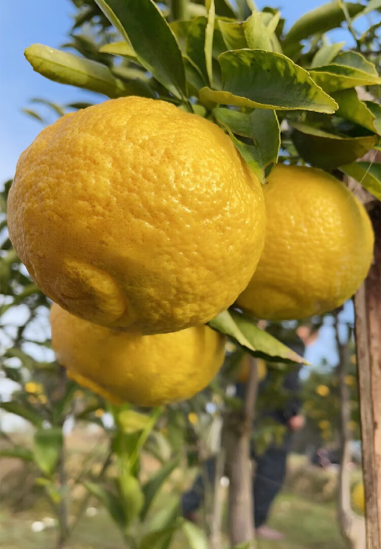 怀化洪江黄金贡柚象山青新鲜水果湖南小柚子5斤5斤大果7585mm