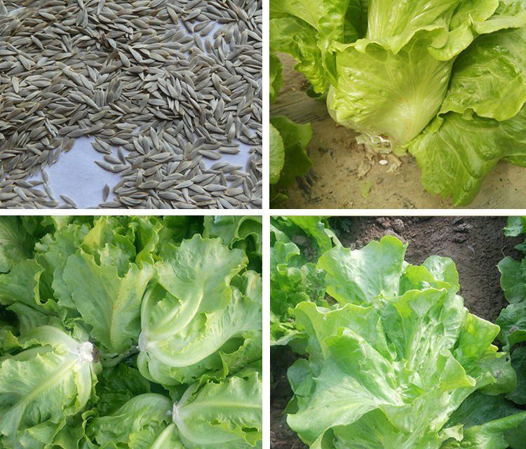 春枝韵意大利耐抽苔生菜种子 农田菜园可盆栽柔嫩清香生菜籽 蔬菜种子