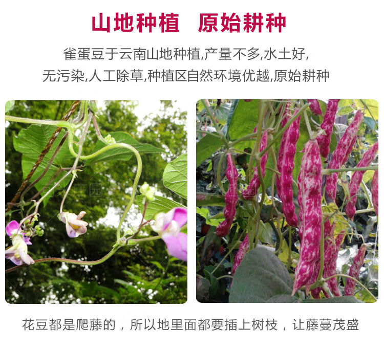 新货云南雀蛋豆子奶花芸豆花生豆圆粒红花豆孔雀豆芙蓉豆五谷杂粮精选