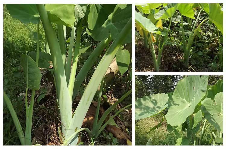 广宁特产白芋合干农家自晒芋梗干脱水蔬菜干芋荷干芋苗干 芋合干150g