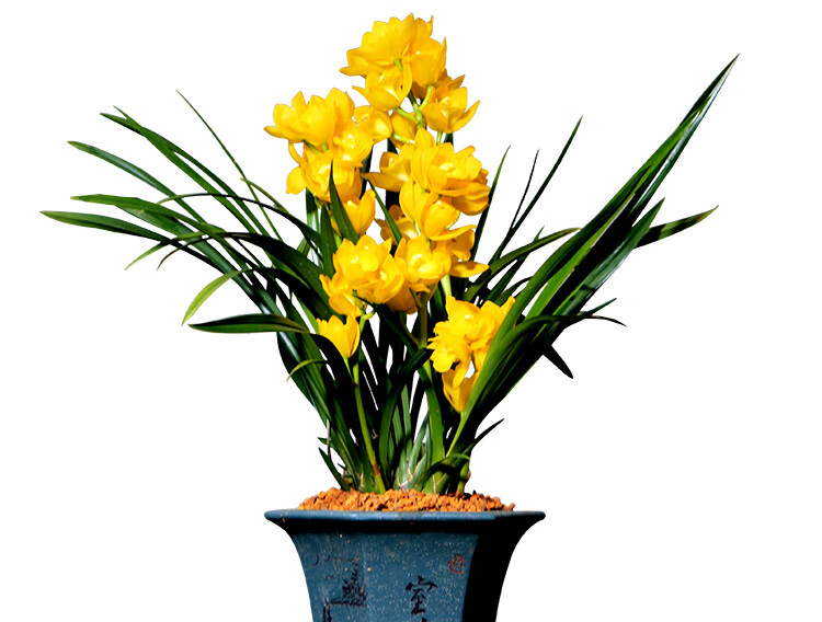 【抢购中】兰花苗浓香型建兰四季兰黄金美人黄色大花花卉绿植盆栽