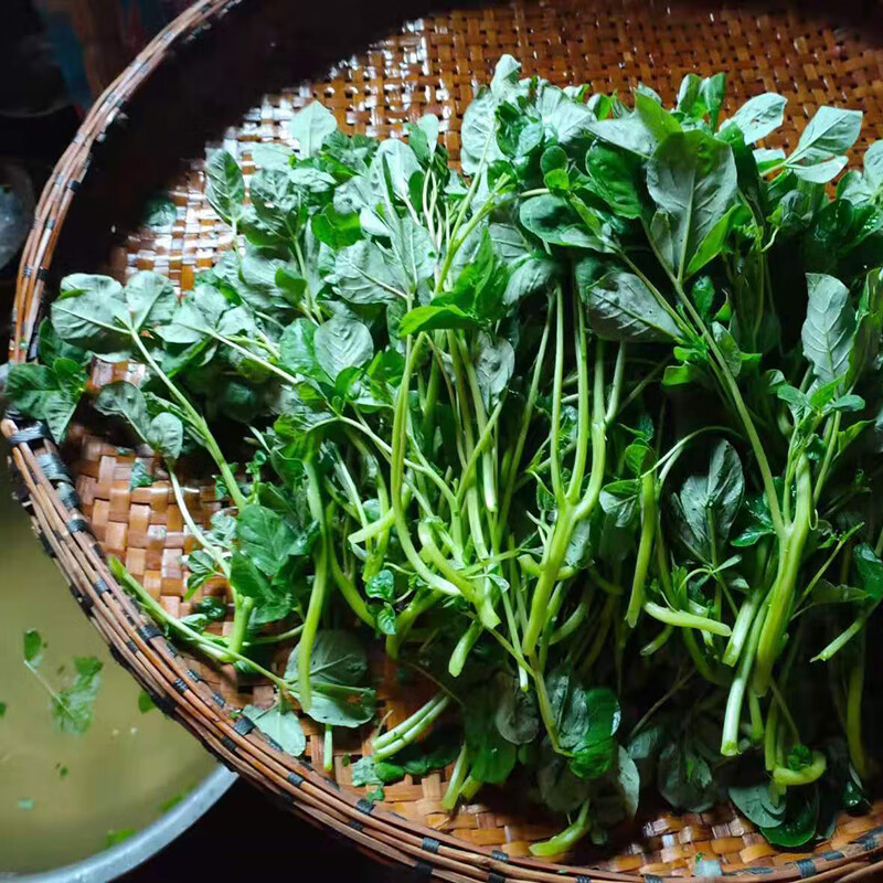 湖北广水特产白花菜安陆新鲜下饭菜咸菜腌菜酸菜菜整箱小包装 白花菜