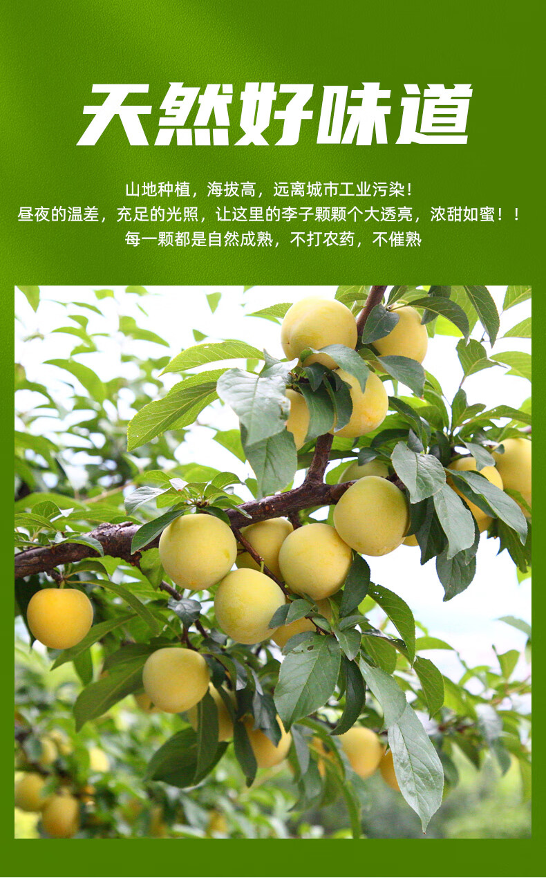 静境【顺丰直达】汉源桃花李子 四川特产甜李子应季新鲜孕妇水果 当天