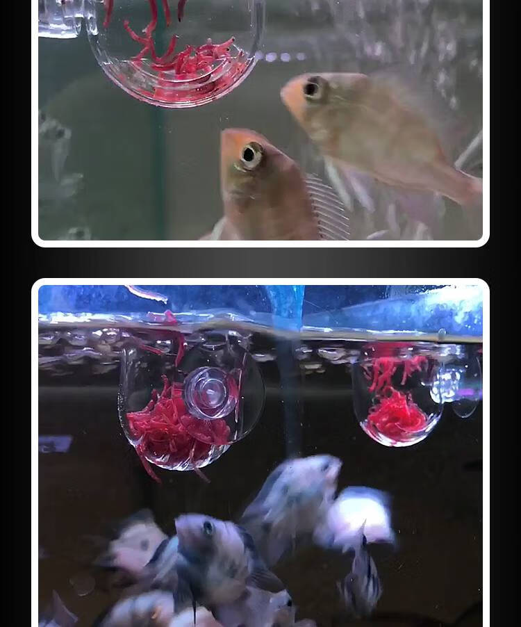 丰年虾鱼缸喂食器 亚克力玻璃红虫杯鱼缸自动喂食器喂鱼器定投食圈