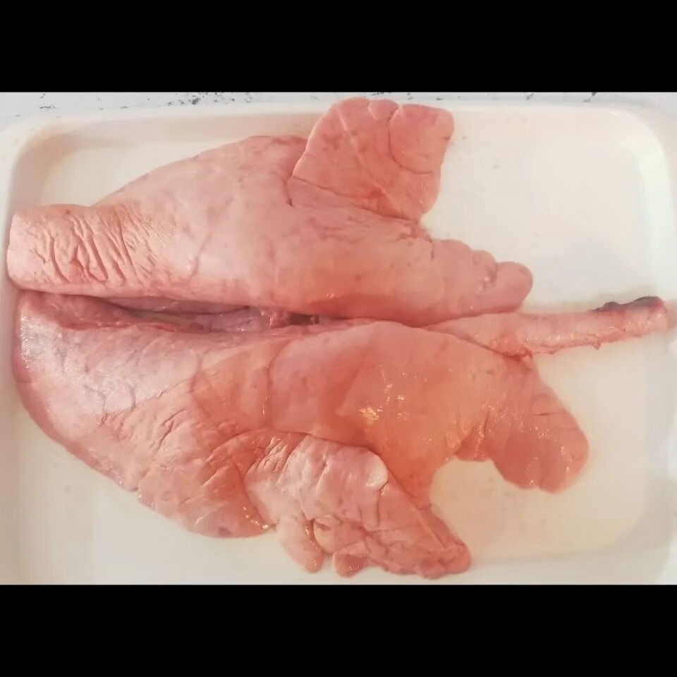 黑土猪新鲜猪肺农家散养猪商用生鲜批发冷冻宏嘉睿10斤新鲜猪肺有肺管