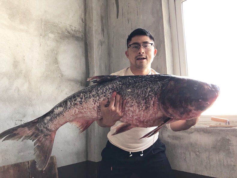 凸农草鱼鲜活 大 新鲜 活鱼混子草根鱼淡水鱼脆肉顺