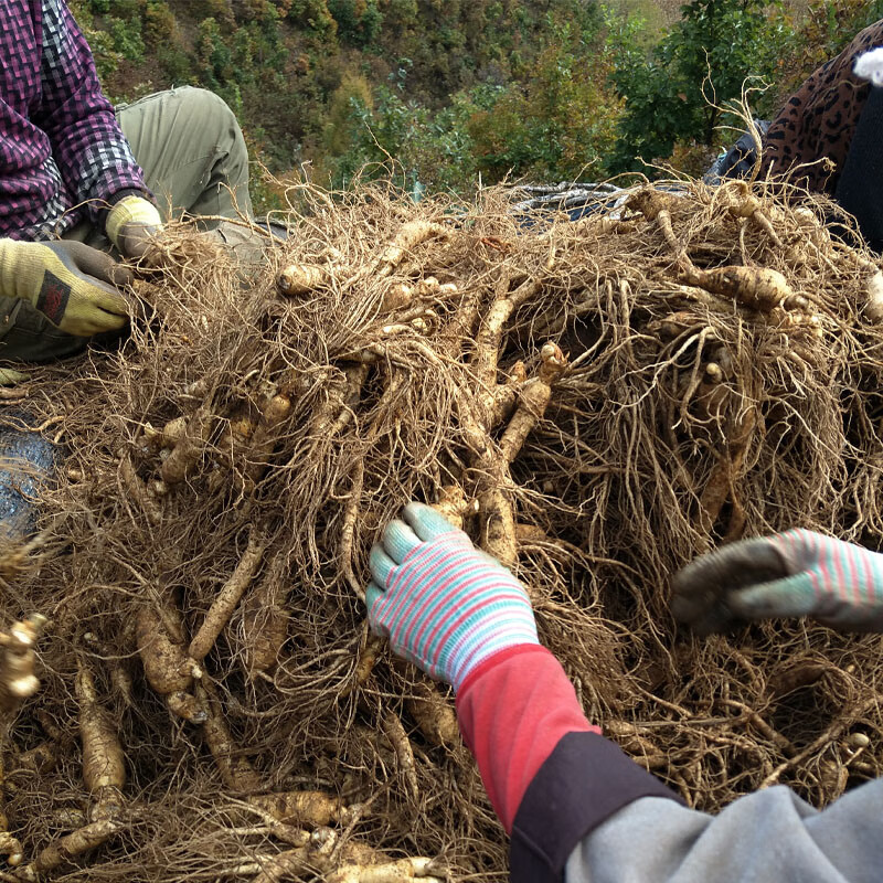 鲜人参泡酒草参大个人参泡酒人参生人参整枝长白山特大新鲜人参 250g